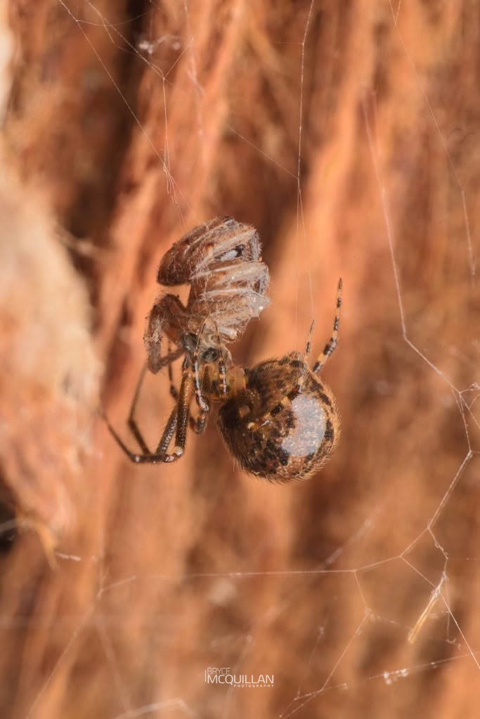Therididae, Therididae, photographed in New Zealand by Bryce McQuillan