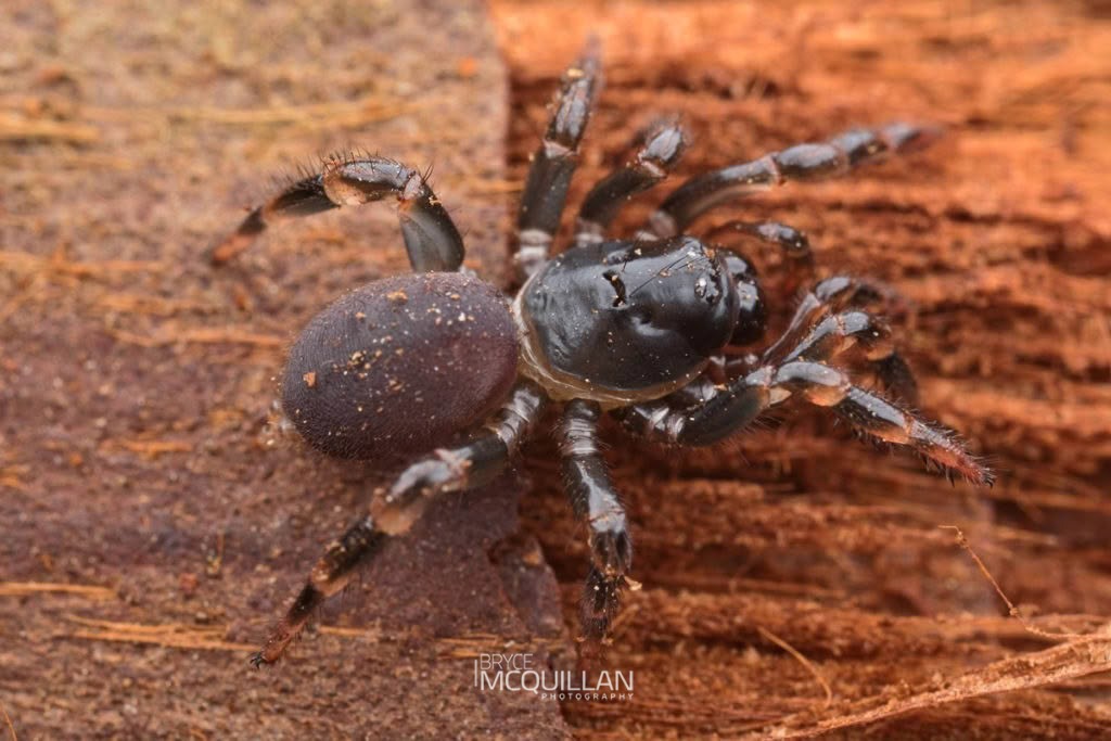 Migas sp., Migidae, photographed in New Zealand by Bryce McQuillan