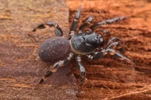 Migas spp, Migidae, photographed in New Zealand by Bryce McQuillan