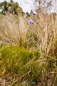 Swamp Sun Orchid (Thelymitra cyanea), Orchidaceae photographed by Bryce McQuillan