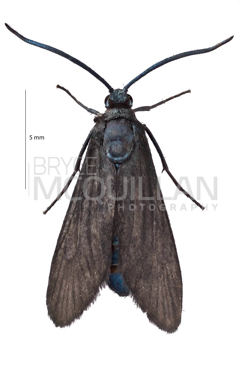 Bamboo Moth (Artona martini), Zygaenidae, photographed in New Zealand by Bryce McQuillan