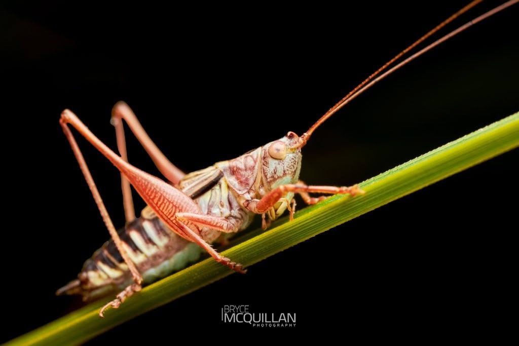 Blackish Meadow Katydid (Conocephalus semivittatus), Tettigoniidae, photographed in New Zealand by Bryce McQuillan