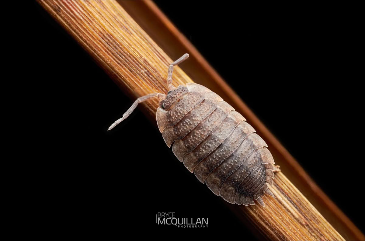 Porcellio scaber, Porcellionidae, photographed in New Zealand by Bryce McQuillan