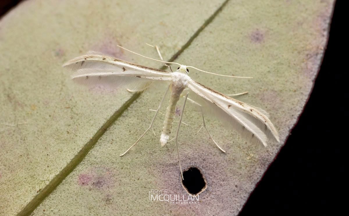 Araliad plume (Pterophorus monospilalis), Pterophoridae, photographed in New Zealand by Bryce McQuillan