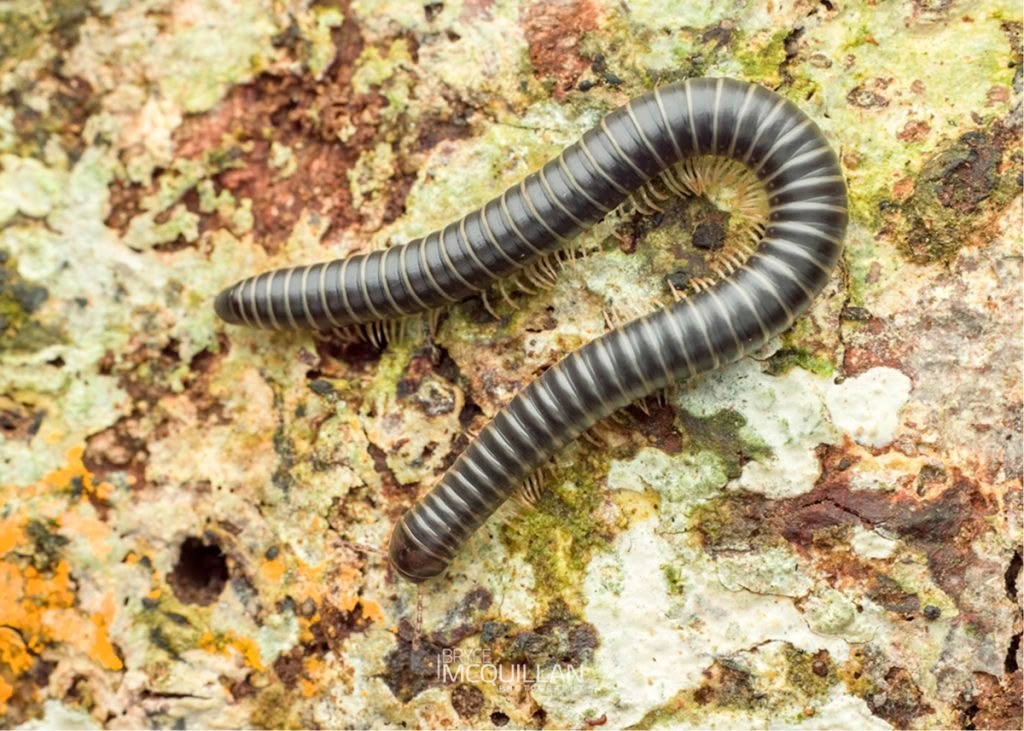 Eumastigonus spp, Cambalidae, photographed in New Zealand by Bryce McQuillan