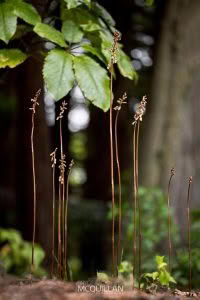 Cinnamon Bells (Gastrodia sesamoides), Orchidaceae photographed by Bryce McQuillan