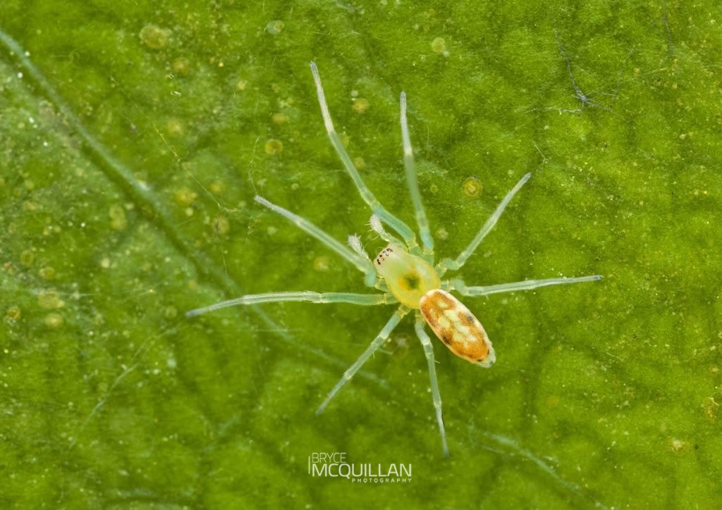Paradictyna sp, Dictynidae, photographed in New Zealand by Bryce McQuillan