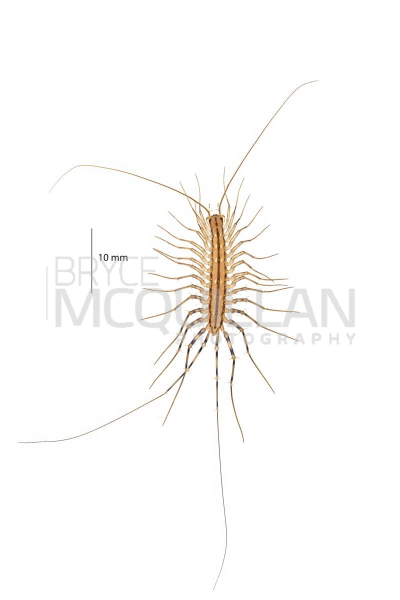 Scutigera smithii, photographed in New Zealand by Bryce McQuillan