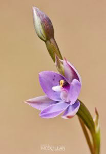 Spotted Sun Orchid (Thelymitra nervosa), Orchidaceae photographed by Bryce McQuillan