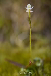 Odd Leaved Orchid (Aporostylis bifolia), Orchidaceae photographed by Bryce McQuillan