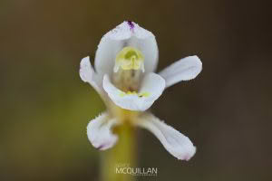 Odd Leaved Orchid (Aporostylis bifolia), Orchidaceae photographed by Bryce McQuillan