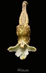 Black Orchid (Gastrodia cunninghamii), Orchidaceae photographed by Bryce McQuillan