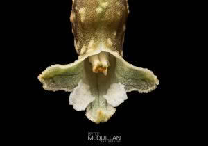 Black Orchid (Gastrodia cunninghamii), Orchidaceae photographed by Bryce McQuillan