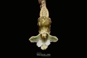 Black Orchid (Gastrodia cunninghamii), Orchidaceae photographed by Bryce McQuillan