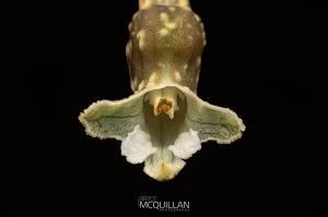 Black Orchid (Gastrodia cunninghamii), Orchidaceae photographed by Bryce McQuillan
