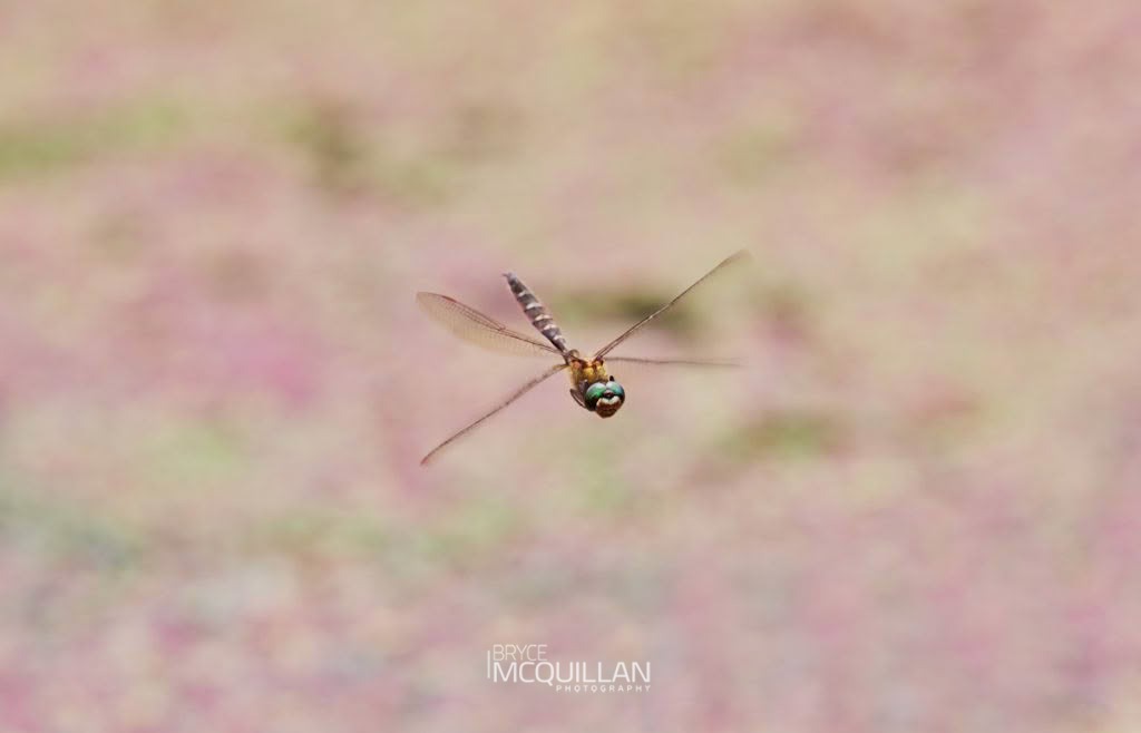 Sentry Dragonfly (Hemicordulia australiae), Corduliidae, photographed in New Zealand by Bryce McQuillan
