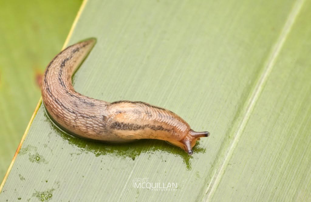 Slugs of, Athoracophoridae, photographed in New Zealand by Bryce McQuillan