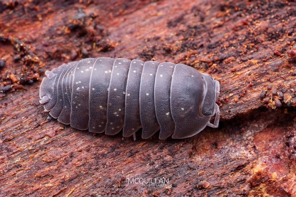 Armadillidium vulgare, Armadillidiidae, photographed in New Zealand by Bryce McQuillan