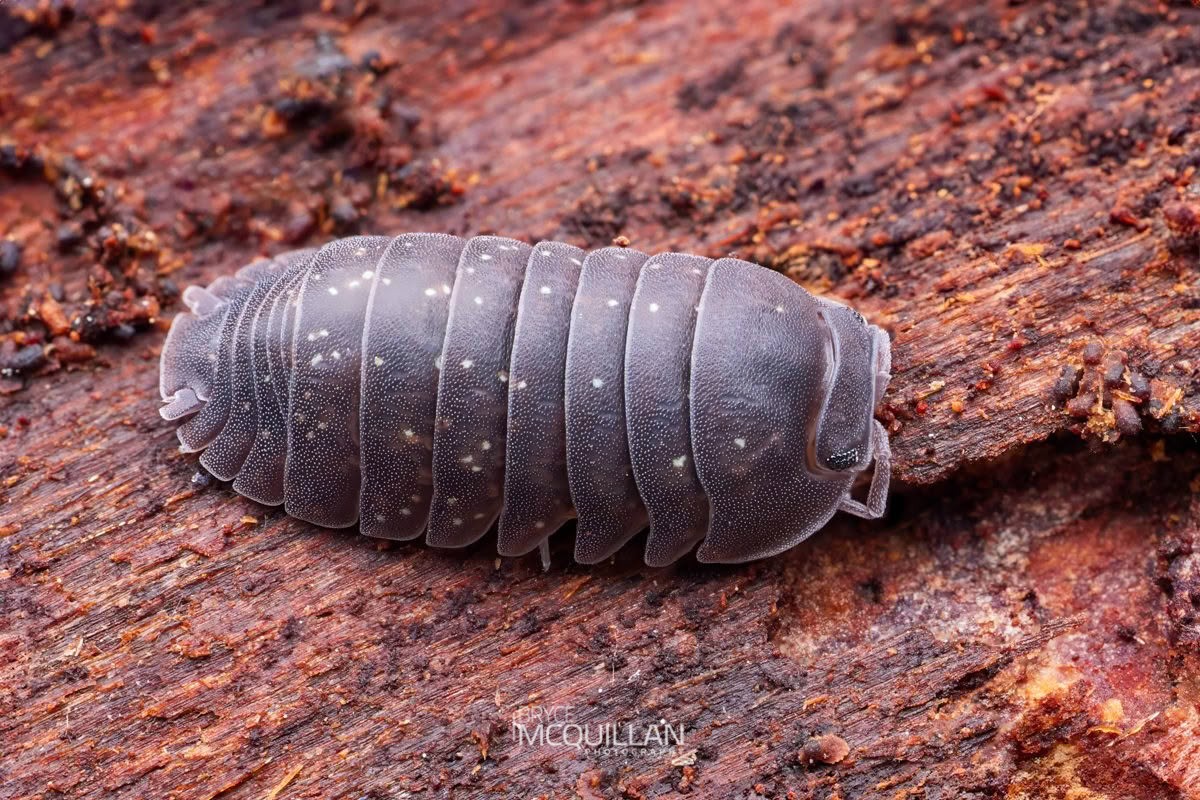 Armadillidium vulgare, Armadillidiidae, photographed in New Zealand by Bryce McQuillan