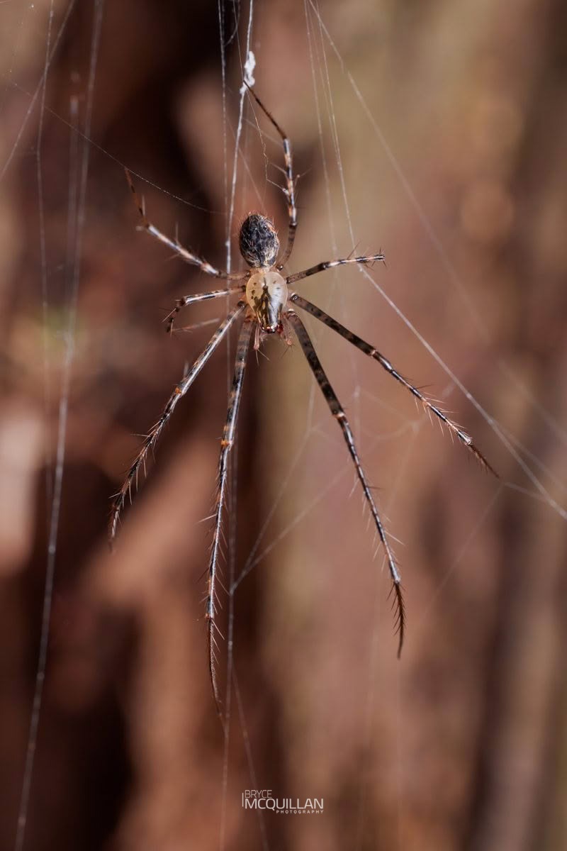 Australomimetus maculosus, Mimetidae, photographed in New Zealand by Bryce McQuillan