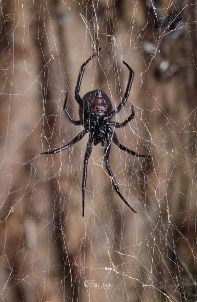 False Katipo (Steatoda capensis), Theridiidae, photographed in New Zealand by Bryce McQuillan