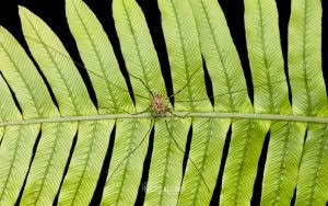 Puwere pureora, Neopilionidae, photographed in New Zealand by Bryce McQuillan