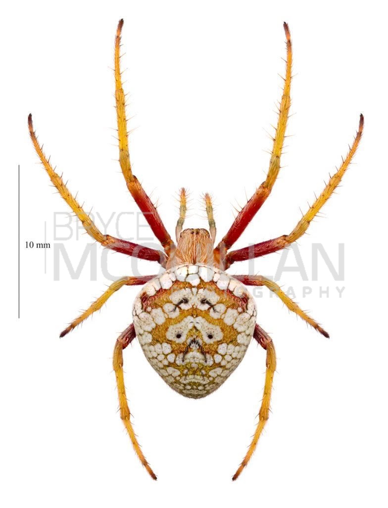 Zealaranea trinotata, Araenidae, photographed in New Zealand by Bryce McQuillan