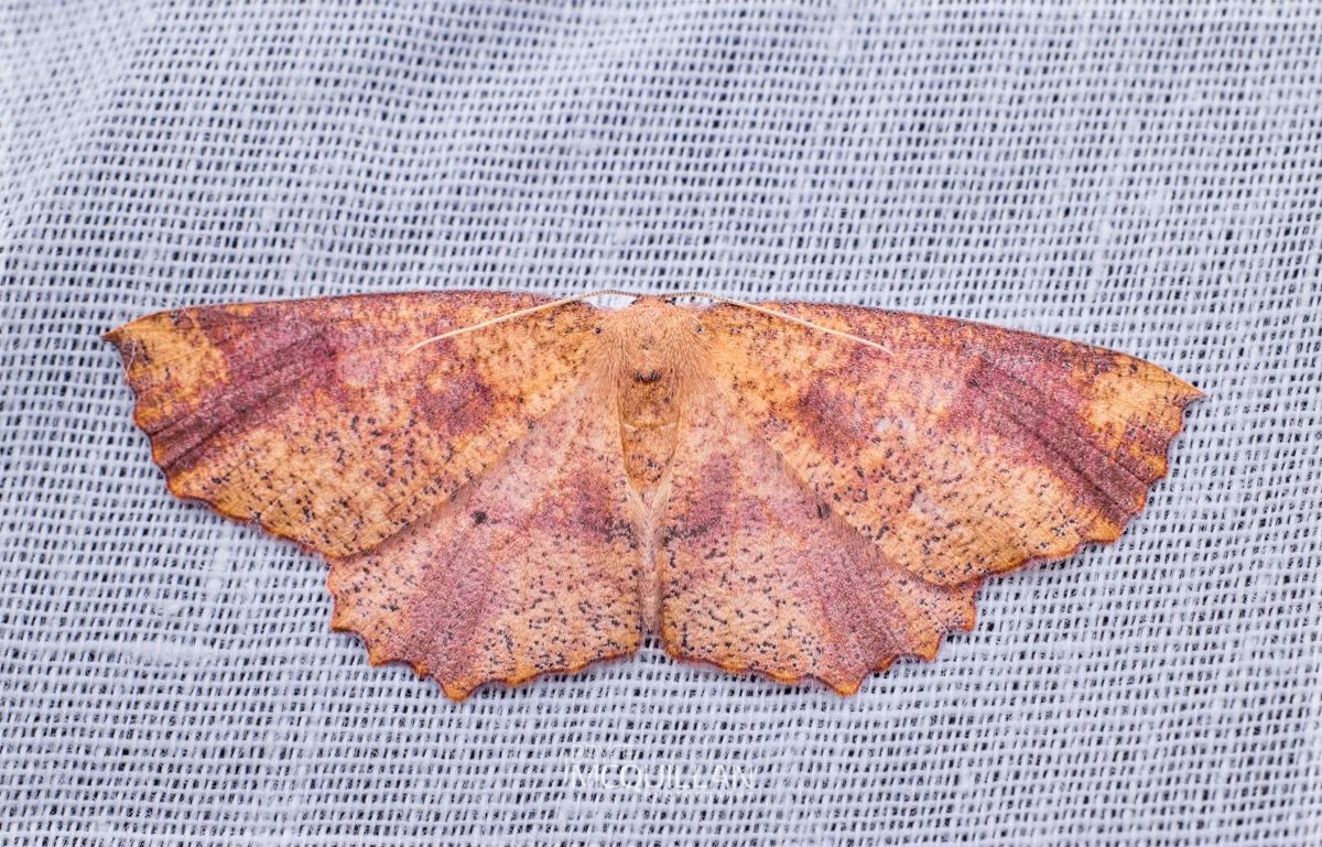 Tarata Looper (Xyridacma ustaria), Geometridae, photographed in New Zealand by Bryce McQuillan