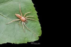 Clubiona spp, Clubionidae, photographed in New Zealand by Bryce McQuillan