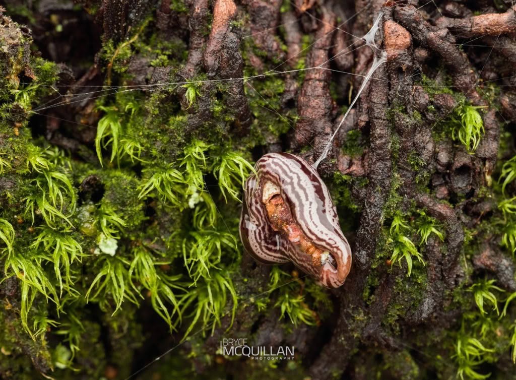 Newzealandia exulans, Geoplanidae, photographed in New Zealand by Bryce McQuillan