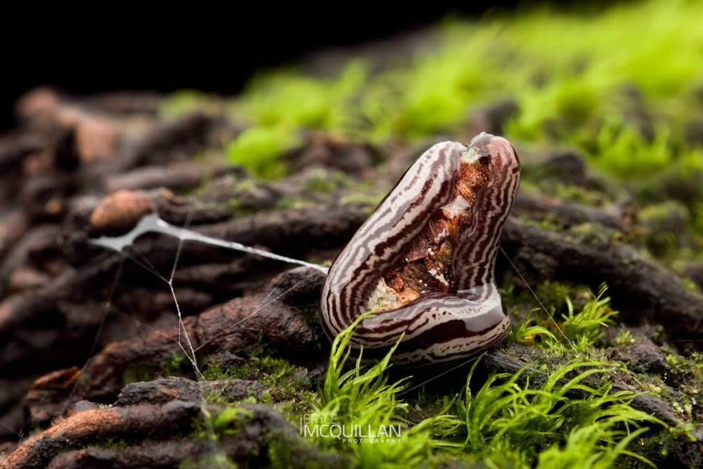 Newzealandia exulans, Geoplanidae, photographed in New Zealand by Bryce McQuillan