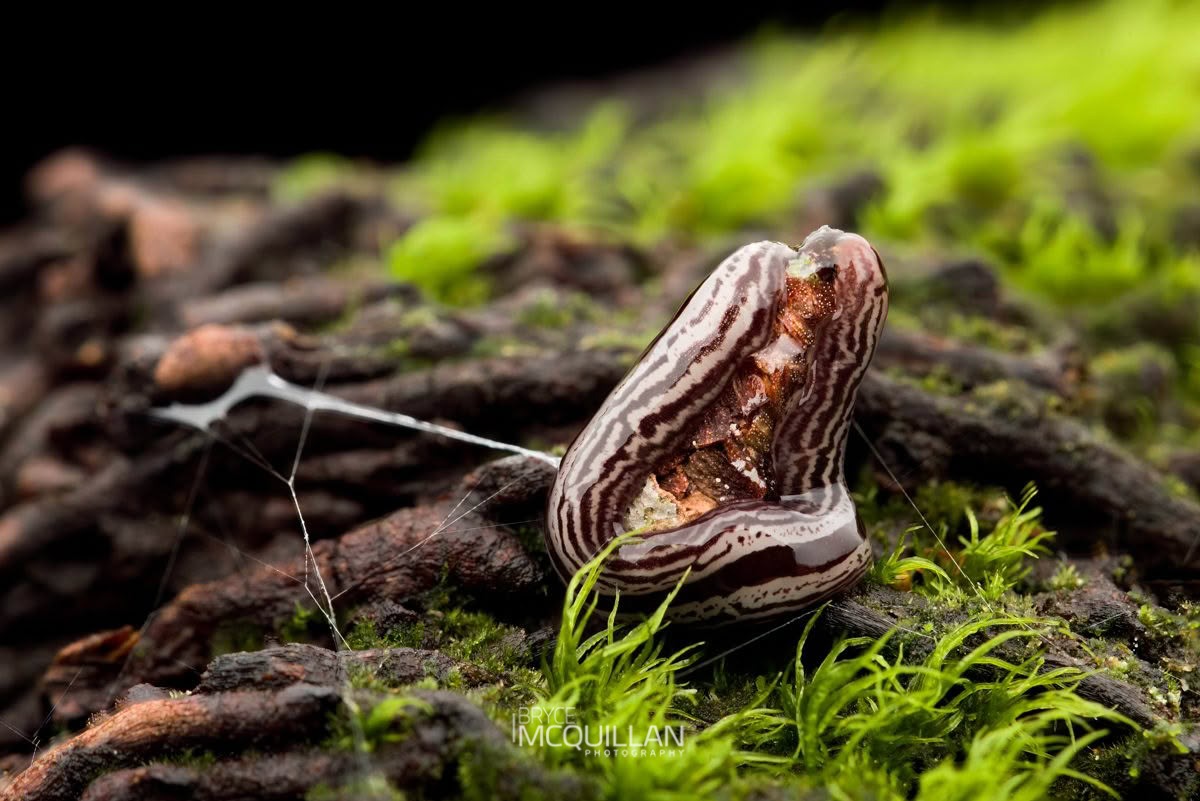 Newzealandia exulans, Geoplanidae, photographed in New Zealand by Bryce McQuillan