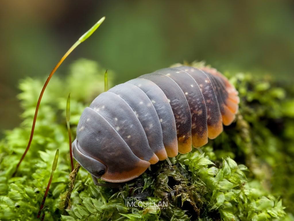 Scyphax ornatus, Armadillidae, photographed in New Zealand by Bryce McQuillan