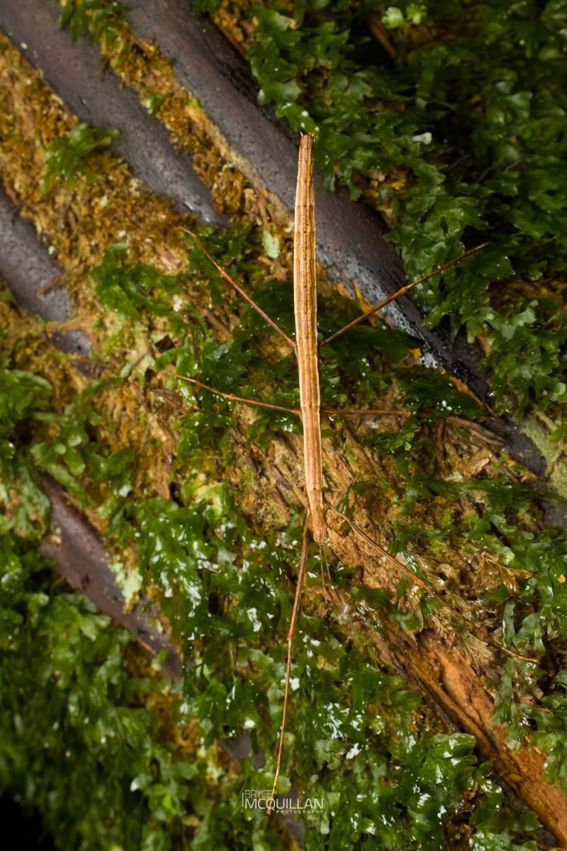 Tectarchus spp