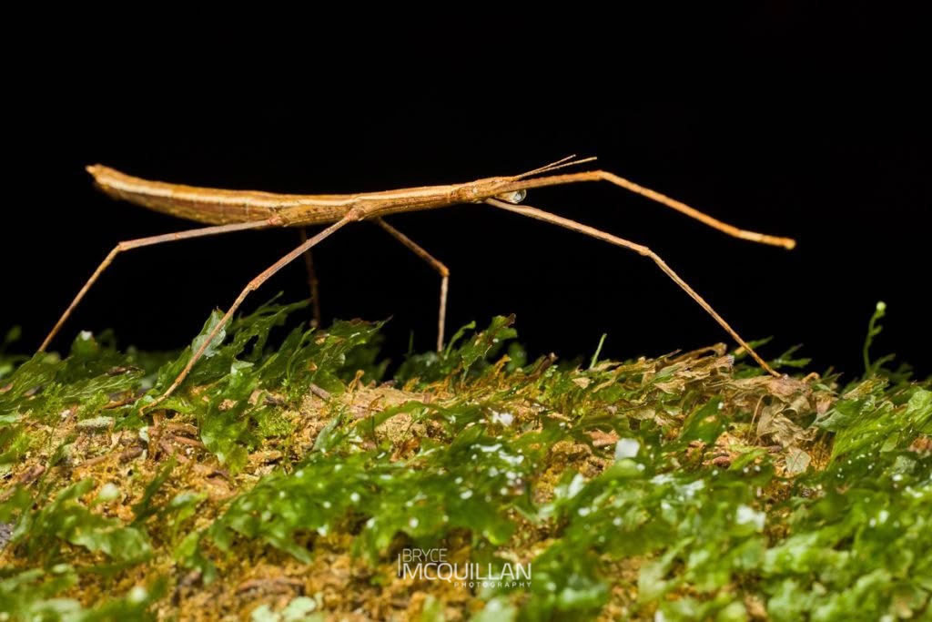 Tectarchus spp, Diapheromeridae, photographed in New Zealand by Bryce McQuillan