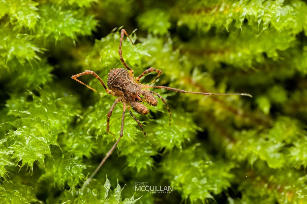 Algidia nigriflava, Triaenonychidae, photographed in New Zealand by Bryce McQuillan