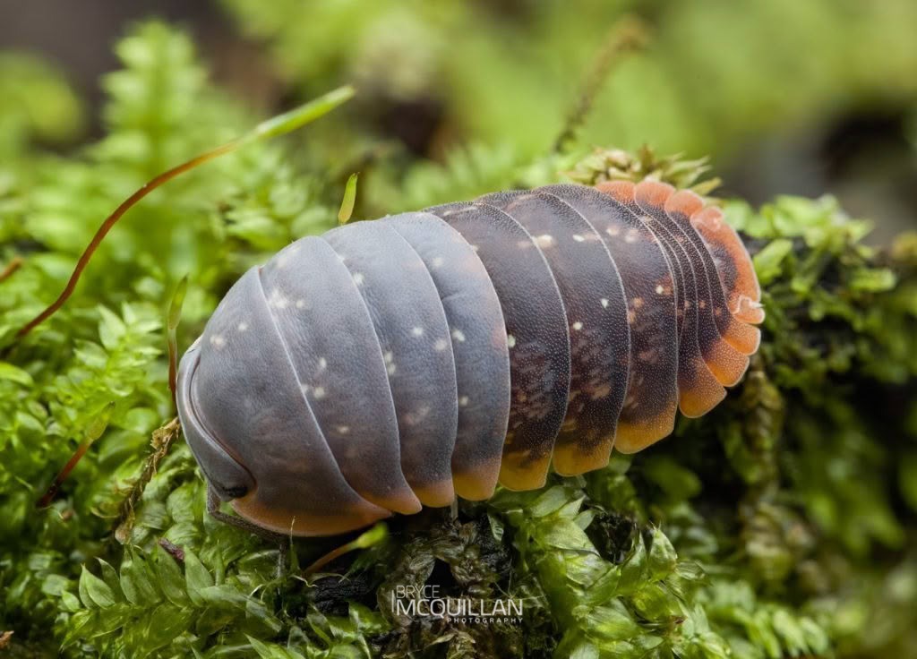 Scyphax ornatus, Armadillidae, photographed in New Zealand by Bryce McQuillan
