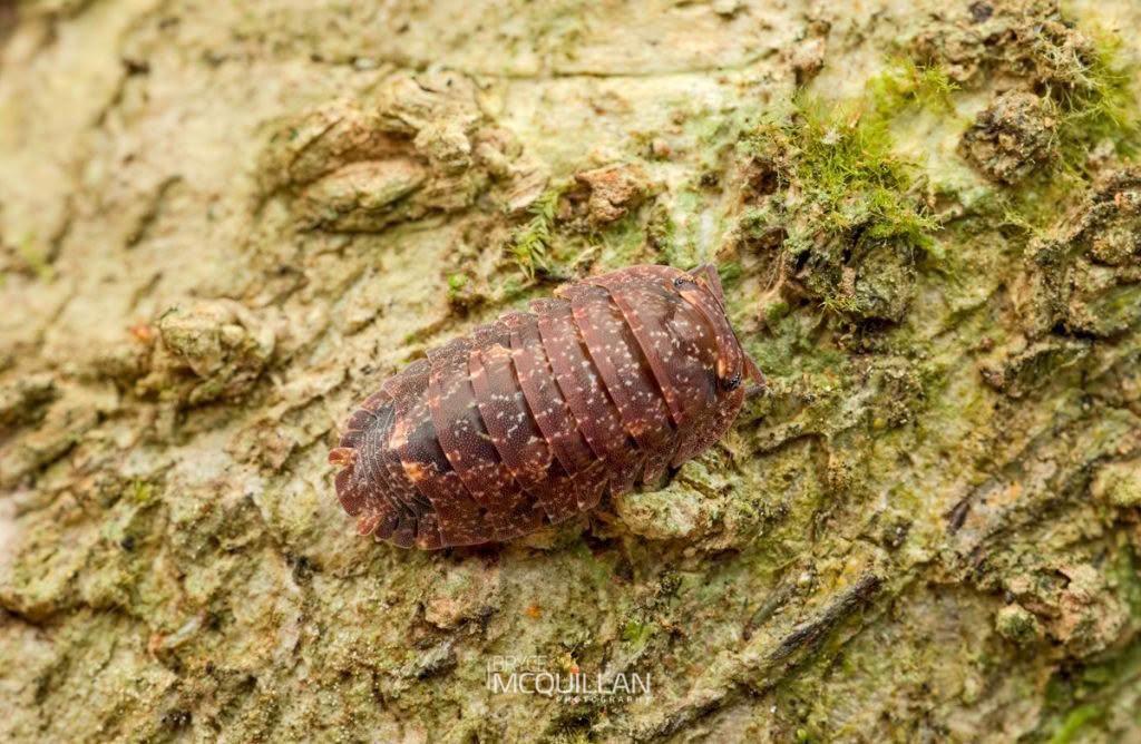 Cubaris tarangensis, Armadillidae, photographed in New Zealand by Bryce McQuillan