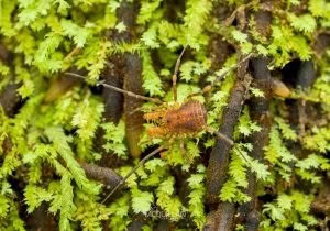Prasma spp, Triaenonychidae, photographed in New Zealand by Bryce McQuillan