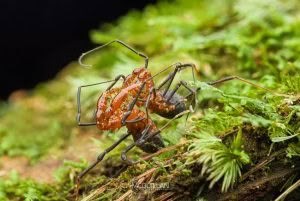 Sorensenella rotara, Triaenonychidae, photographed in New Zealand by Bryce McQuillan