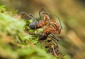 Sorensenella rotara, Triaenonychidae, photographed in New Zealand by Bryce McQuillan