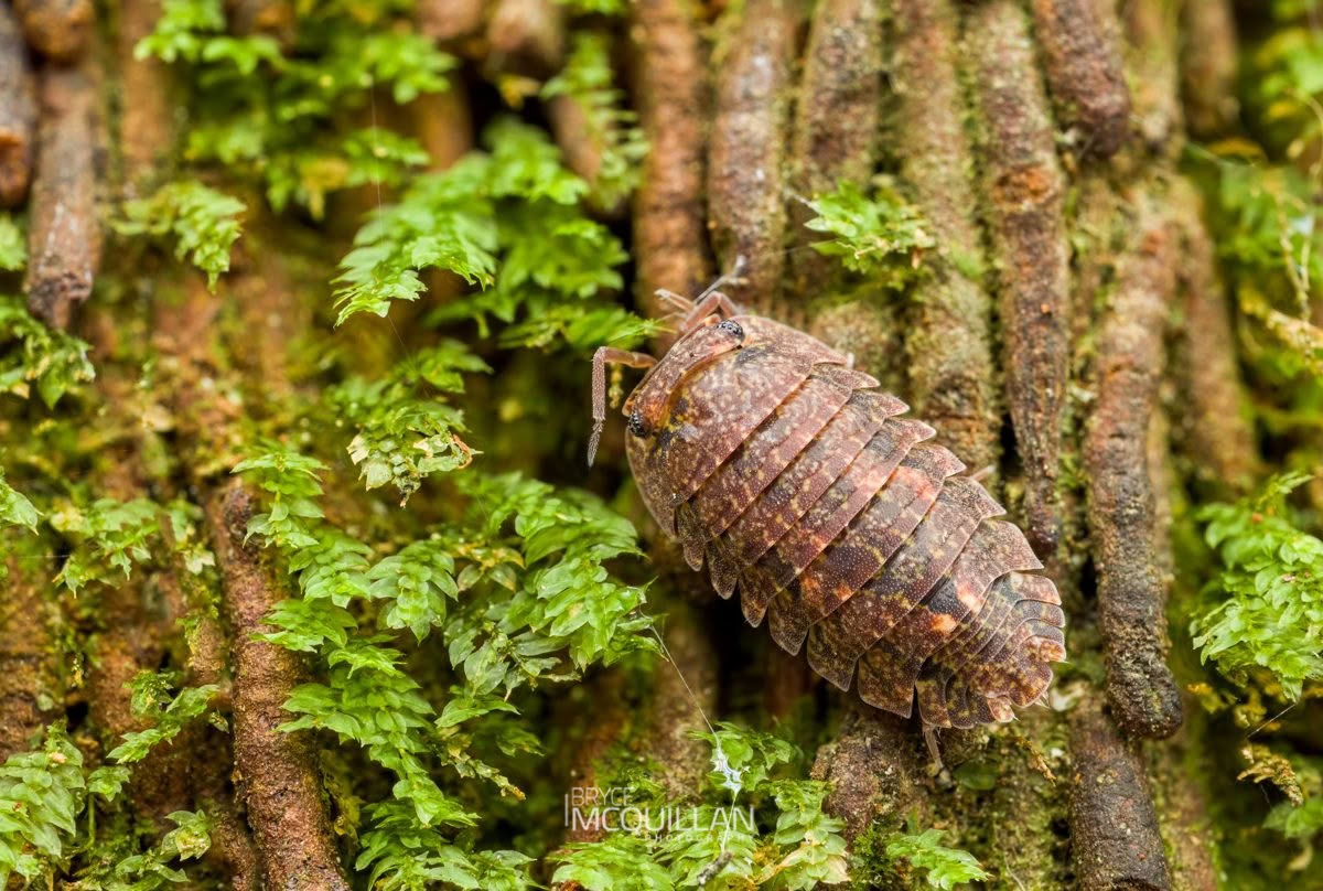 Cubaris tarangensis, Armadillidae, photographed in New Zealand by Bryce McQuillan