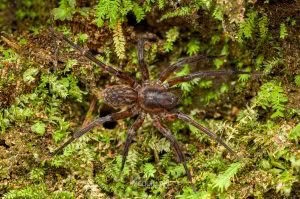 Uliodon sp, Zoropsidae, photographed in New Zealand by Bryce McQuillan