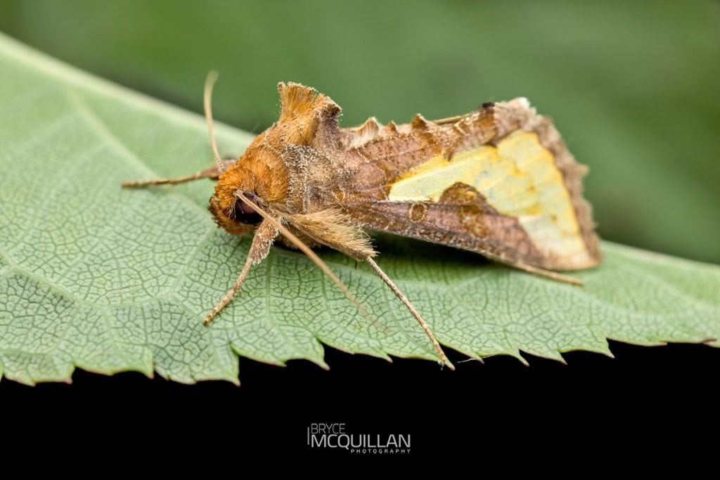 Slender Burnished Brass (Thysanoplusia orichalcea), Noctuidae, photographed in New Zealand by Bryce McQuillan