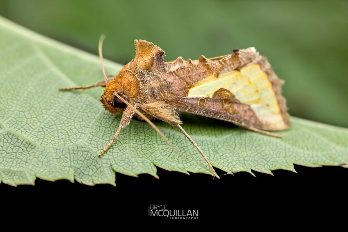 Slender Burnished Brass (Thysanoplusia orichalcea), Noctuidae, photographed in New Zealand by Bryce McQuillan