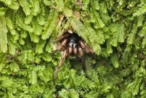 Stanwellia spp, Pycnothelidae, photographed in New Zealand by Bryce McQuillan