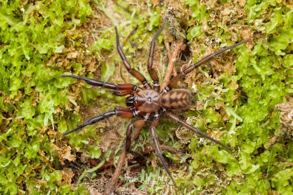 Hexathele hochstetteri, Hexathelidae, photographed in New Zealand by Bryce McQuillan
