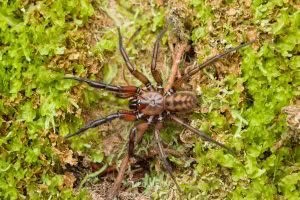 Hexatheles spp, Hexathelidae, photographed in New Zealand by Bryce McQuillan