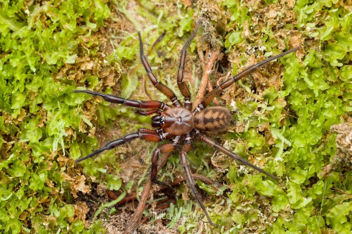 Hexatheles spp, Hexathelidae, photographed in New Zealand by Bryce McQuillan