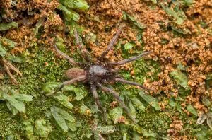 Stanwellia spp, Pycnothelidae, photographed in New Zealand by Bryce McQuillan